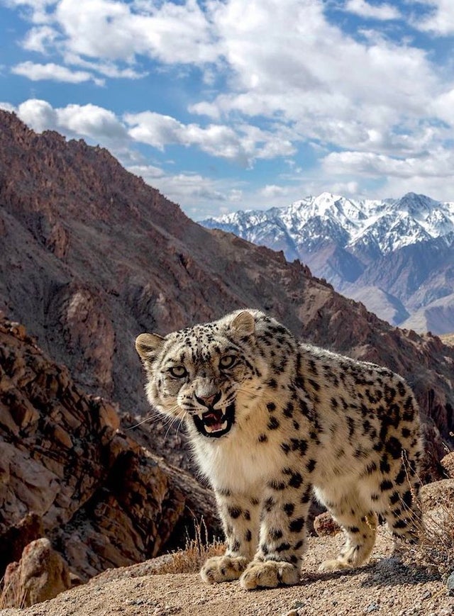 An elusive snow leopard in Ladakh, India