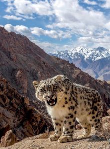 An elusive snow leopard in Ladakh,India