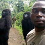 Ranger poses with the slickest gorillas in hilarious selfie