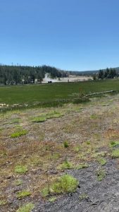 Why tf would you try to let your kid pet a bison?
