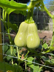 A double squash growing in our garden