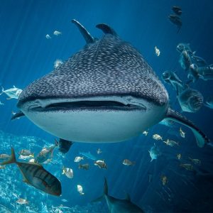 Today I learned, a whale shark’s diet consists of very small prey, because it’s throat is about as narrow as a quarter.