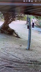 This is how Elephant clear his path while somebody unnoticing the Elephant
