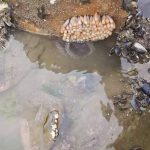 Octopus eggs. The mother is underneath, keeping watch, and doesn’t move from there even to forage for food. Somehow she’s incubating them and they wouldn’t survive without her.