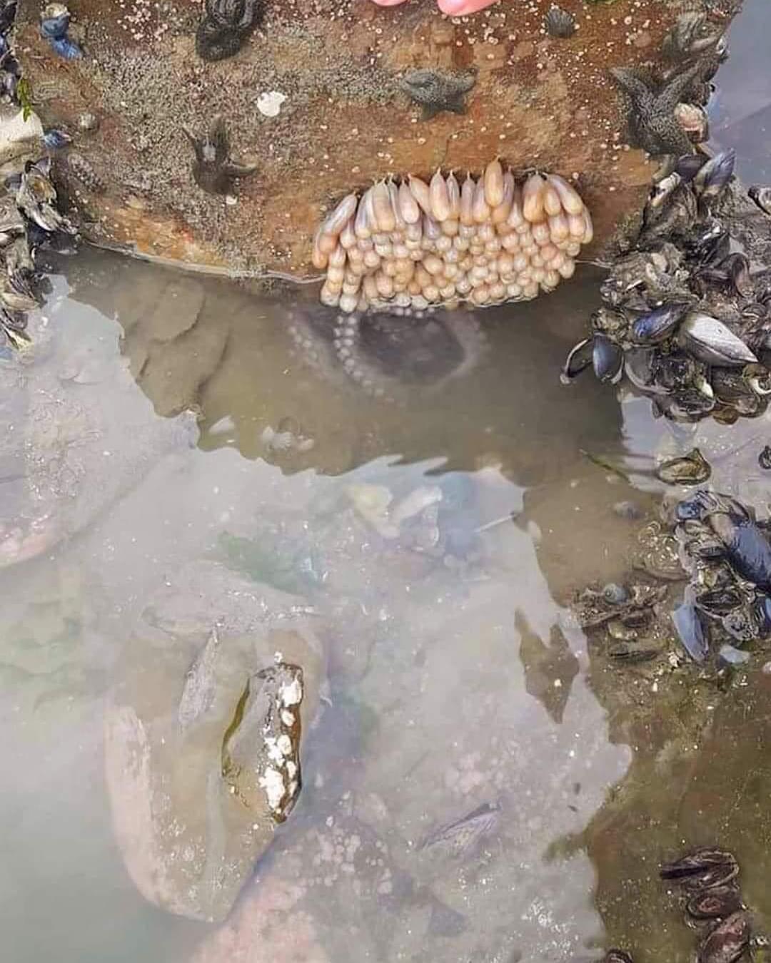 Octopus eggs. The mother is underneath, keeping watch, and doesn’t move from there even to forage for food. Somehow she’s incubating them and they wouldn’t survive without her.