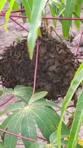 How to tease a wasp nest. (sound on)