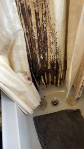 This shower curtain.