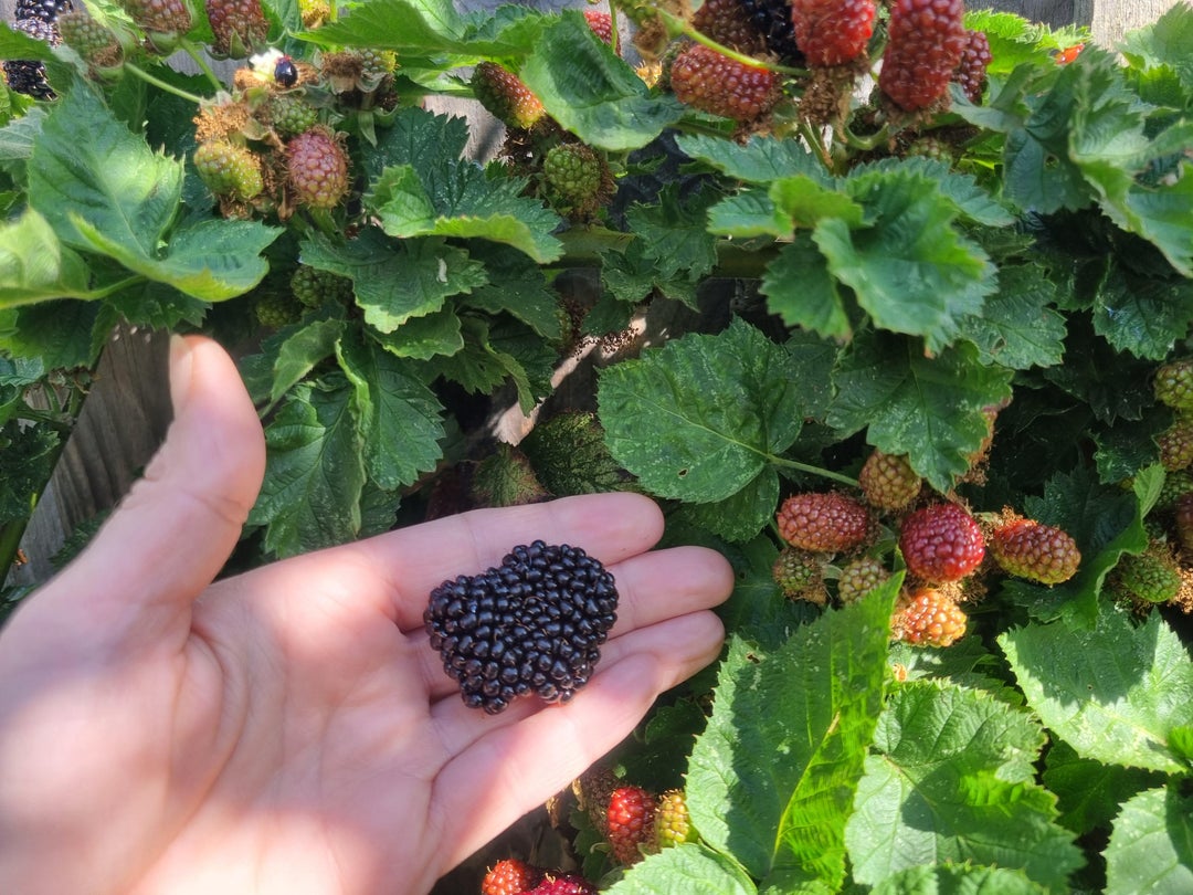 14g blackberry from my garden