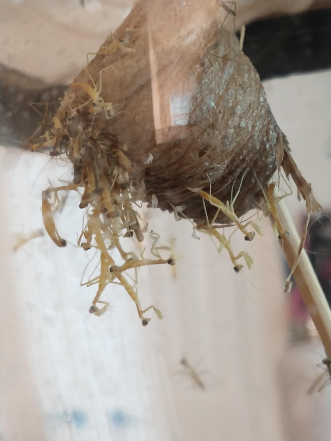 My praying mantis egg has hatched