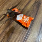 This bug attacked me right as I took a picture of it (Taco Bell packet for size reference)