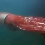 The ( 14 meter/ 45.9318 foot ), long Giant Squid is one of only two observed by humans in seas over the past decade, in Toyama Bay, Japan in 2015
