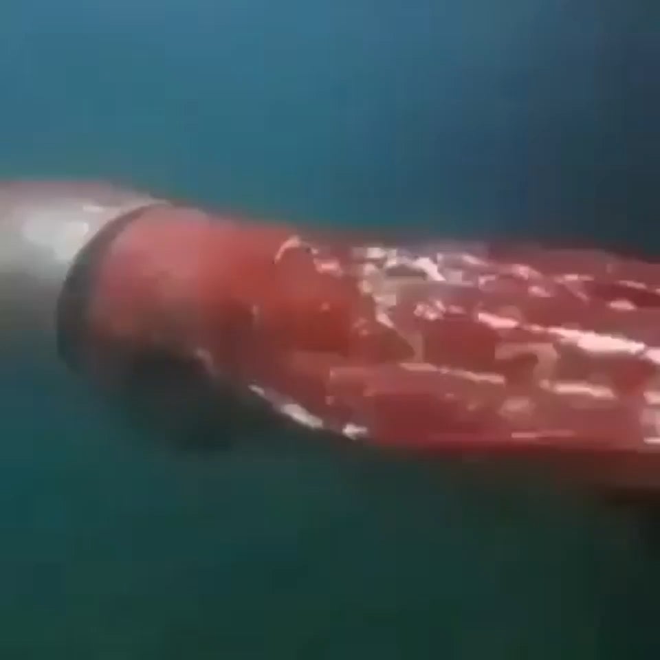 The ( 14 meter/ 45.9318 foot ), long Giant Squid is one of only two observed by humans in seas over the past decade, in Toyama Bay, Japan in 2015
