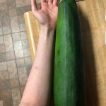 [OC] This zucchini we grew from our garden