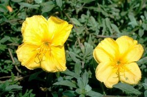 TIL that a 2019 study showed that evening primrose plants can "hear" the sound of a buzzing bee nearby and produce sweeter nectar in response to it.