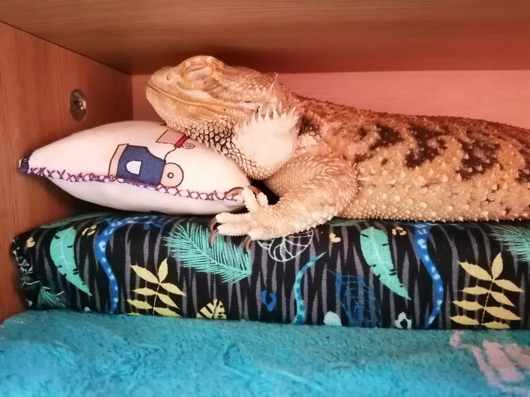 My lizard sleeps on her own little bed