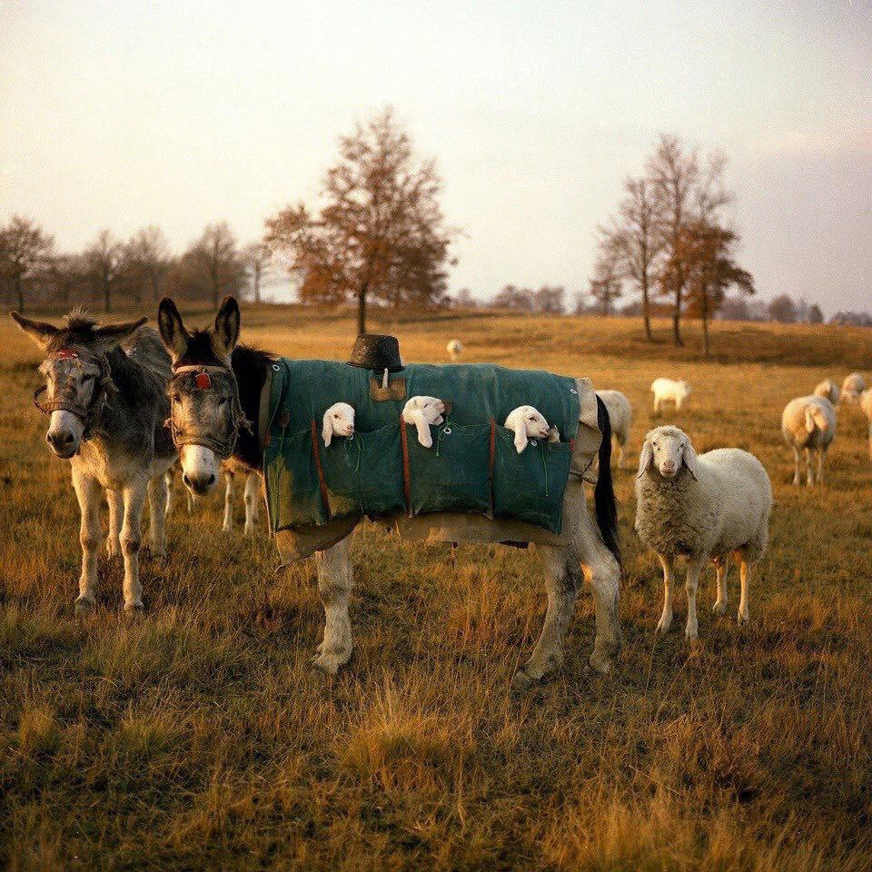 Donkey nannies in Italy. Grazing animals are moved from high pastures down to the plains. Newborn lambs are unable to make this journey on their own. So they ride in the pouches of a specially made saddle on the back of a donkey or a mule nanny. They are then returned to their mothers.