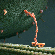 Let me introduce you to the kinesin motor protein found in the eukaryotic cells.