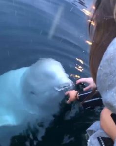 Friendly Beluga Returns Phone Woman Accidentally Dropped Into Ocean