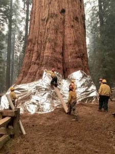 Firefighters at Sequoia National Park wrapping “General Sherman” (believed to be 2200-2700 y/o) in fire-proof material to protect it from nearby fire.