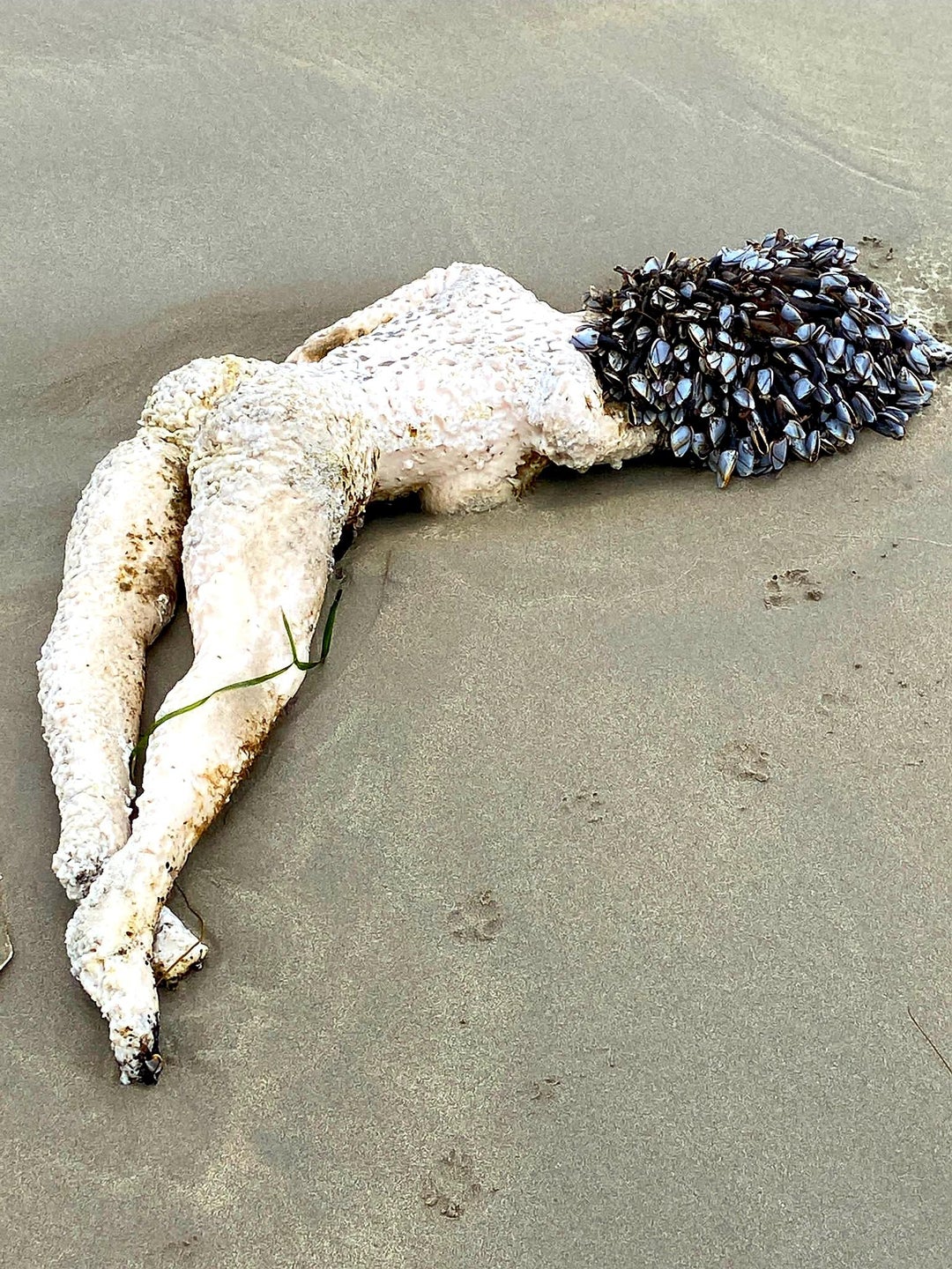 Eerie mannequin that washed up ashore on an Irish beach this morning