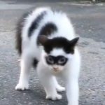 cat with "blindfold"