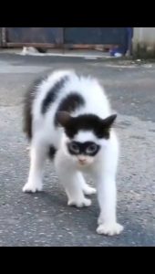 cat with "blindfold"