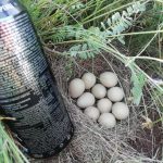 My dog found a partridge nest. Monster Energy can for scale.