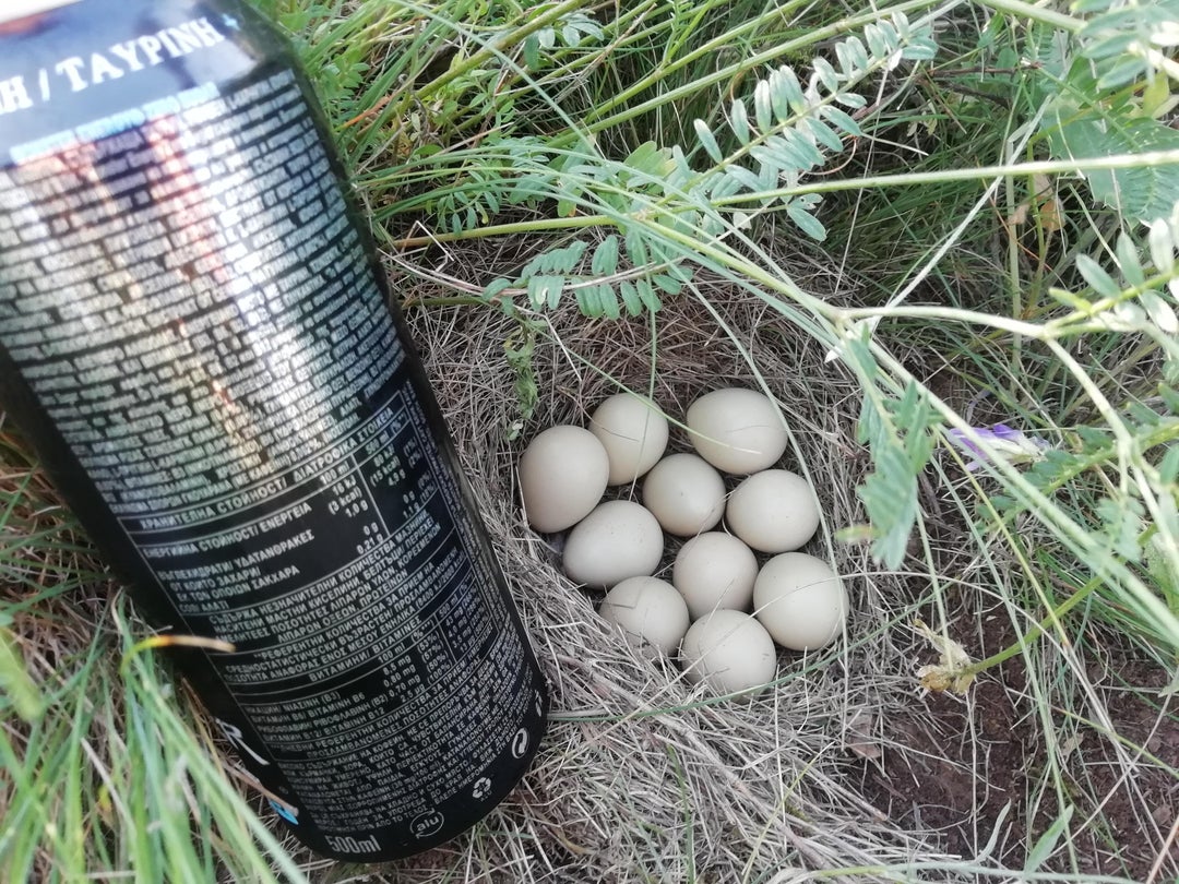 My dog found a partridge nest. Monster Energy can for scale.