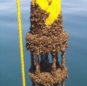 TIL of Biofouling, the accumulation of microorganisms, plants, algae, or small animals on surfaces such as ship and submarine hulls. Due to the increased drag this causes a ship, it can cost a vessel up to 40% more in fuel costs. The US Navy alone around $1 billion a year because of biofouling,