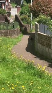 Cat Vs Sh*t kind of Magpie