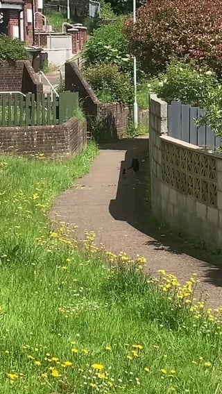 Cat Vs Sh*t kind of Magpie