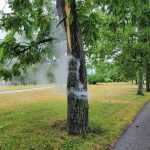 This tree was struck by lightening earlier and is now smoking