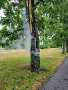 This tree was struck by lightening earlier and is now smoking