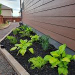 [OC] Social anxiety has prevented me from working on my yard for 3 years. This week I said fuck it!