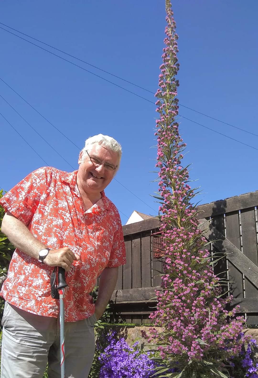 Here's my echium Pink Fountain. it's about 2.5m tall and still growing. [OC]