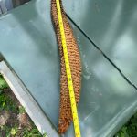 Giant pinecone I found today.