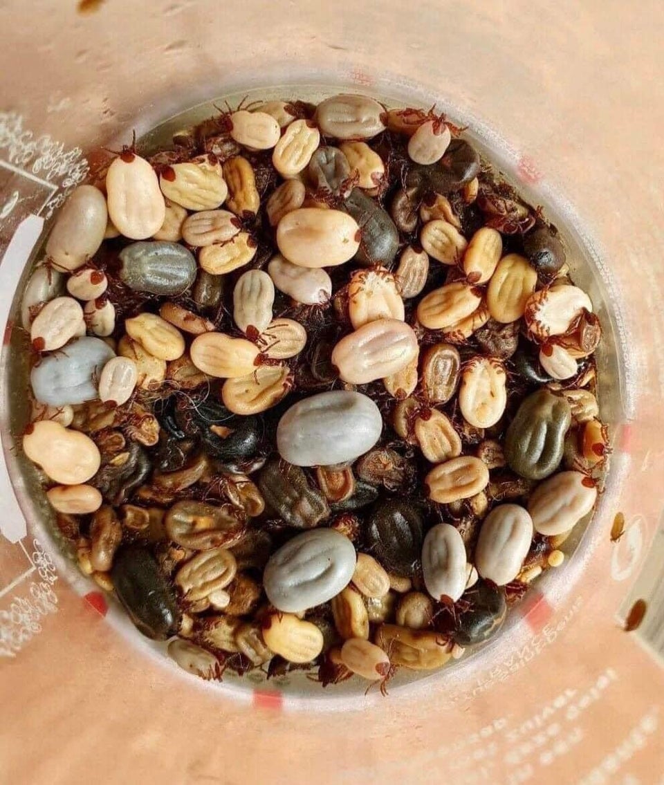 Trail mix…….😳😳😳😳 (not my pic ctto)