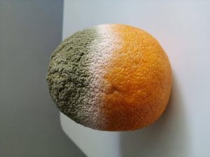 Flag of the Ivory Coast but it's just this orange