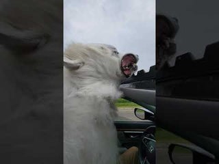 My dog discovered the sunroof