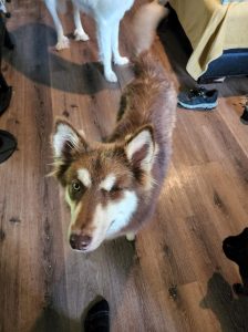 [oc] We just adopted Medusa from the animal shelter. She's missing an eye, but you wouldn't know it.