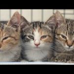 How to socialize feral kittens
