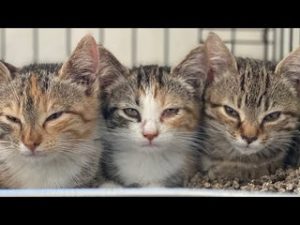 How to socialize feral kittens