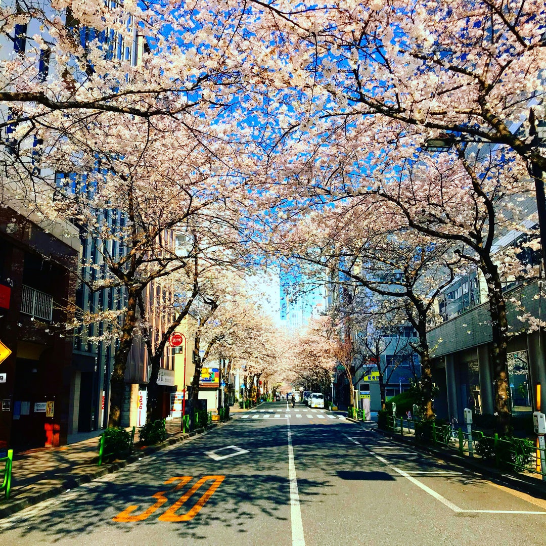 Thinking about spring in Tokyo