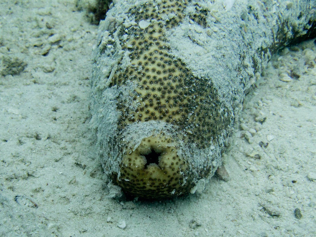 TIL Sea cucumbers have anal teeth to stop certain organisms from living inside their butt.