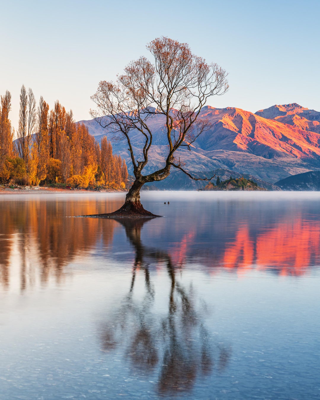 [OC] Two ducks enjoying a beautiful morning on Lake Wanaka
