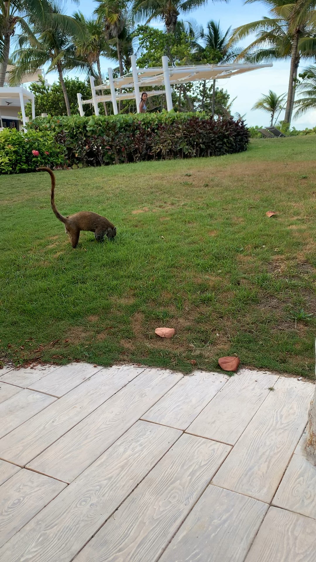 Endangered species known as coati…