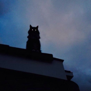 a cat on my roof