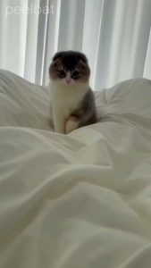 Dr. Meow in the Multiverse of Blankets