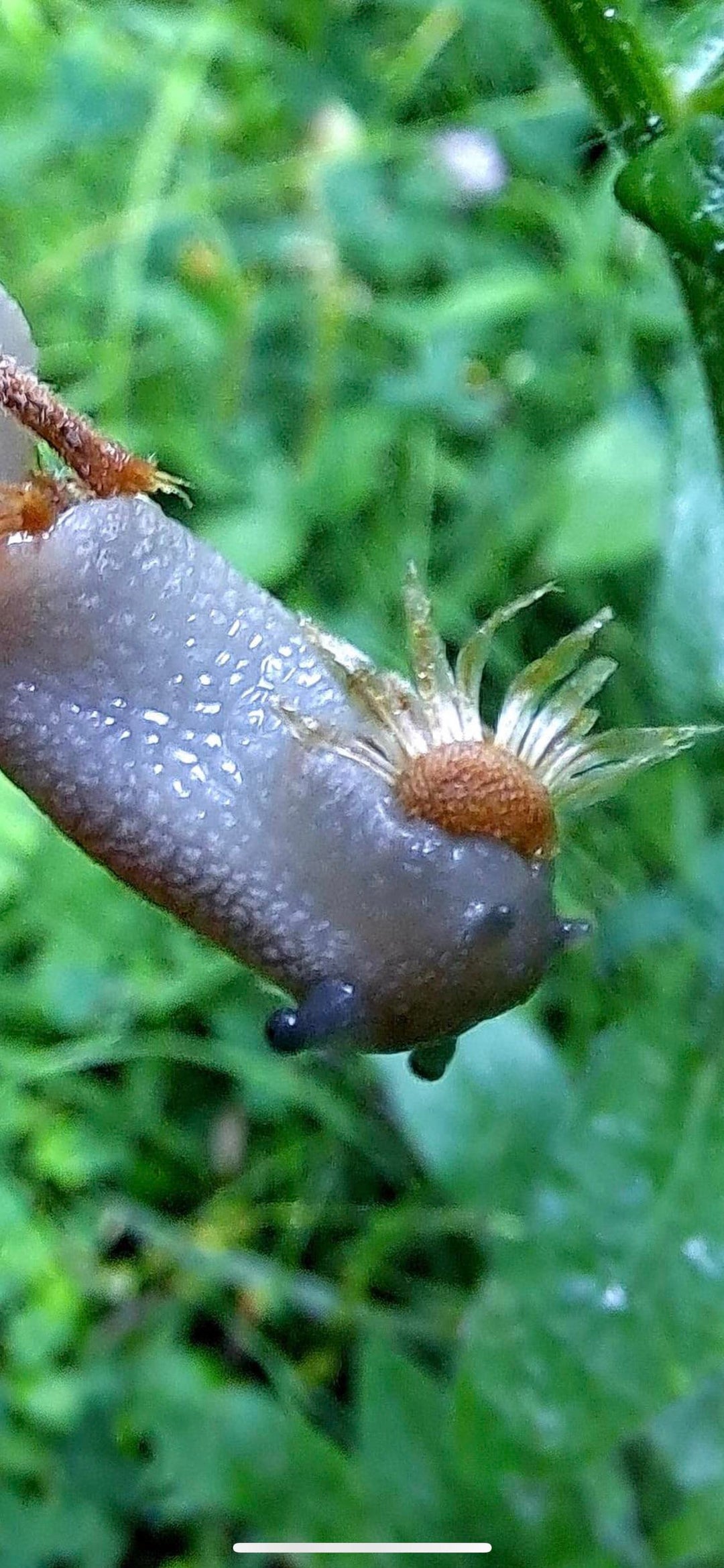Captured a snail eating a flower