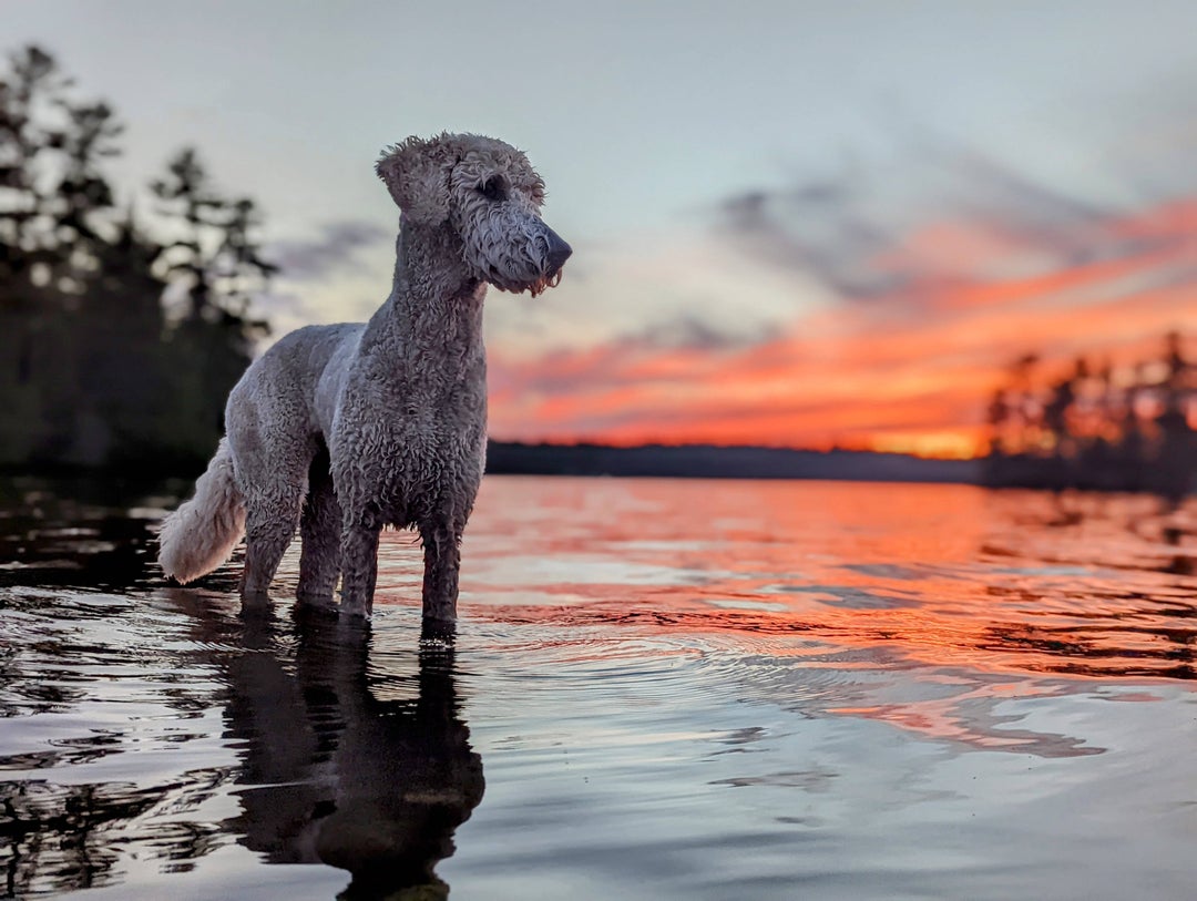 [OC] Maisy and her first time in Canada